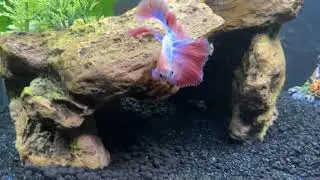 Gilbert the Betta