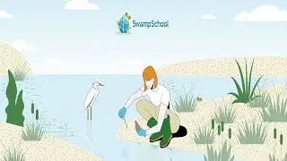 Swamp School Online Classes