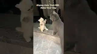 Funny Cats That Will Make Your Day