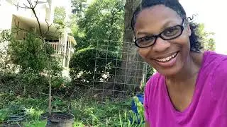 Planting Stevia in a Container