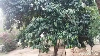 Cambuci, mostrando uma &aacute;rvore frut&iacute;fera nativa🌱