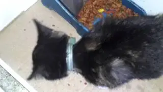 Peaches the FatAss Cat......!