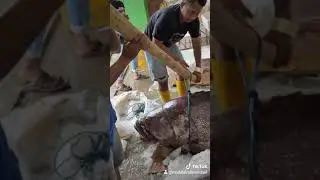 ikan super besar 250kg  kerapu longtan🐠🐟