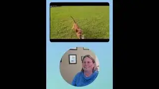 Toy Rewards in Nose Work -- An Online Webinar with Wendy Krehbiel in the Clean Run Learning Center