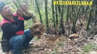 AMBILAH BILA MENEMUKAN BAMBU PANJANG UMUR DAN KEHARMONISAN
