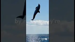 #dolphin #nature #natural #wildlife #water #ocean #oceanfacts #oceanlife