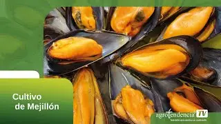 CULTIVO DE MEJILL&Oacute;N EN 2 MINUTOS