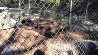 Panther and Chocolate Lab wrestling