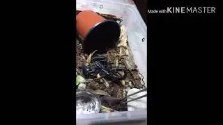 Teasing and Feeding my Asian Forest Scorpion