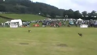 Xena - simulated coursing - Heart of Wales 2010