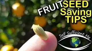 Seed Saving Tips Ep 3 - Fruit Tree Seed | Organic Gardening