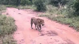 Leopards they&rsquo;re solitary, so this one&rsquo;s it might be the mating pair,because they&rsquo;re an adults ones&hellip;