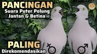 PUTER PELUNG BETINA SUARA PANJANG MEMANGGIL JANTAN GACOR BUAT PANCINGAN ‼️