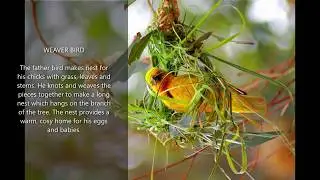Amazing and dedicated father birds!!!!!!!!!!! in this curfew