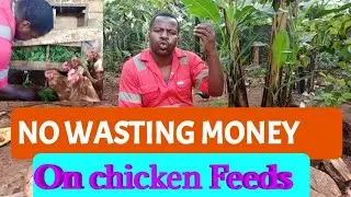 HOW TO SAVE MONEY ON CHICKEN FEED/ I am growing maize and soyabean for a poultry farm to cut costs.