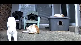 Daily Dose of TNR Feral Cats Clan 2024-03-04- Frost & Cliff visiting