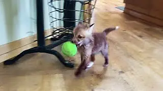 Couple Saves A Baby Fox And Gives Her A Dog Best Friend #animalstory