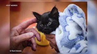 KittyMom Cat Rescue brings joy to senior homes in the Flathead