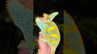 Exploring the Florida Everglades! #reptiles#wildlife#snake#animals#crazy#funny#conservation#cool