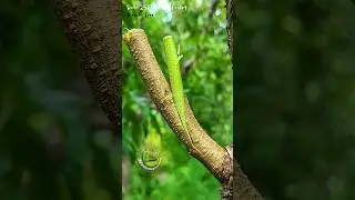 peach tree on spring rainy days-Best grafting techniques fruit plants #grafting #bloomy