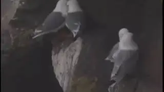 Red and Black Legged Kittiwake