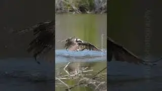 Osprey Flying out of Water #wildlife #birdsofyoutube #birds #osprey #birdsofprey #birdlovers