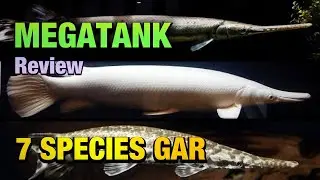 REVIEW SPECIES GAR DI MEGATANK IKAN PREDATOR - CUMA TAU ALIGATOR GAR ?