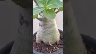 Adenium Bonsai Growth 🌿💥 Insane Caudex Development!
