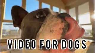 Funny Dogs Playing Together 🐾 | Cute Puppies & Dogs Having Fun” #Dogs  #DogsPlaying #FunnyDogs