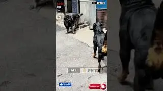 Rottweiler vs Caucasian Shepherd: Which Guardian Dog Dominates?