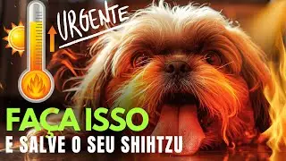 🔥ATEN&Ccedil;&Atilde;O: O perigo invis&iacute;vel do CALOR que est&aacute; matando Shih Tzu dentro de casa Siga essas DICAS!