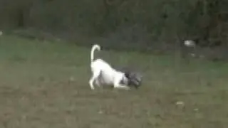 ARGO FUNNY DOG - ARGO CANE SIMPATICO    (by Renato Ferrari)