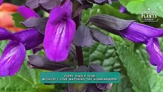 Groovy Plants Ranch: Сорта шалфея 'Roman Red' и 'Purple & Bloom' теперь доступны для предваритель...