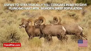 USFWS to &lsquo;strategically&rsquo; kill cougars in bid to save plunging Hart Mtn  bighorn sheep population