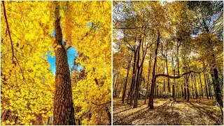 Autumn walk through Poland Municipal Forest