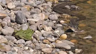 Very large grass snake meets large frog / Sehr grosse Ringelnatter trifft auf grossen Frosch
