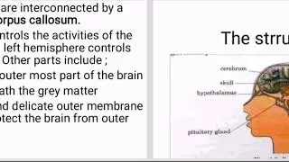 Parts of the the brain and their functions | MSCE Biology book 4