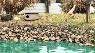 Birds, Ducks & Geese on the farm