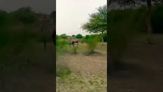 Camel&rsquo;s Unexpected Behavior Shocks Everyone #ekmotahathighumechala #beautifulanimal Camel 🐪🐫