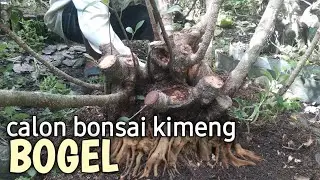 Tehnik Buat Body Gemoy Bahan Bonsai Kimeng Bogel