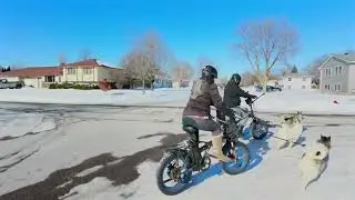 Ziggy's 4th Ride! 🐾 Husky E-Bike Training in the Snow 🐾 ❄️ #SiberianHusky #urbanmushing #bikejoring
