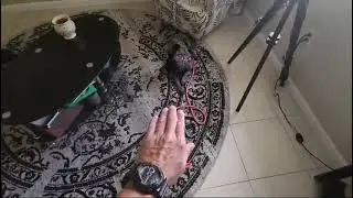 Honey And Astro Working On The Down Command By Smart Start Puppies