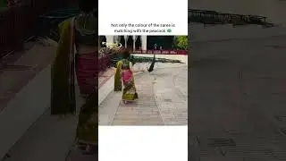 Queen Kangana vibing with peacock 🦚🤩#kanganaranaut #bollywood #reels #video #queen #vibes #dance