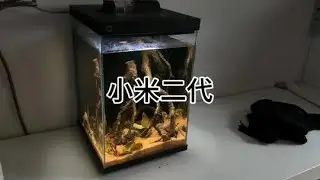 小米二代一体骨架 南美景原生景水草景都可以用，底砂用二斤正好#小米二代鱼缸 #沉木骨架 #黄梨枝造景 #南美缸 #原生景