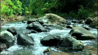 Gentle River Flow Ambience at Night | Calming Water Sounds for Sleep and Peaceful Mind