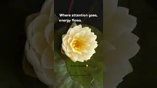 Where attention goes, energy flows  Focus on what you want to grow #divinefeminineawakening  #quotes