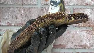2023-07-15 Frisco Honey Bee Hive Removal #honeybees #beehive #beehiveremoval #friscotx