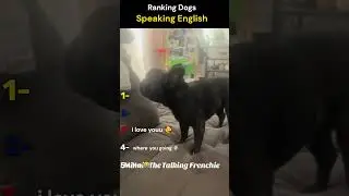 RANKING DOGS THAT SOUND LIKE THEY SPEAK ENGLISH 🐶💬 #wholesome #cat #cute