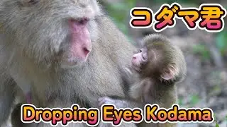 【赤ちゃん・ニホンザル・４K動画】コダマ君　生後間もない頃