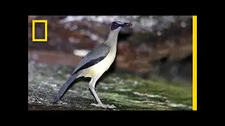 Beautiful and Elusive: This Bird Is Losing Its Home | National Geographic